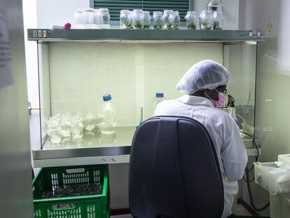 Una mujer científica realiza uno de los procedimientos para la producción de sistemas de cultivo in vitro, en la Universidad de Santiago.