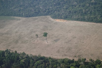 Deforestación ilegal en la Amazonia