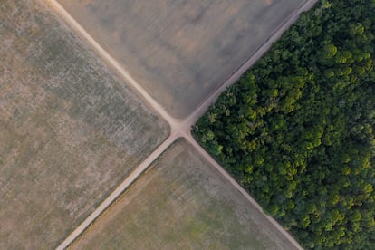 Fragmento da floresta amazônica junto a campos de soja en Belterra, estado de Pará, Brasil.