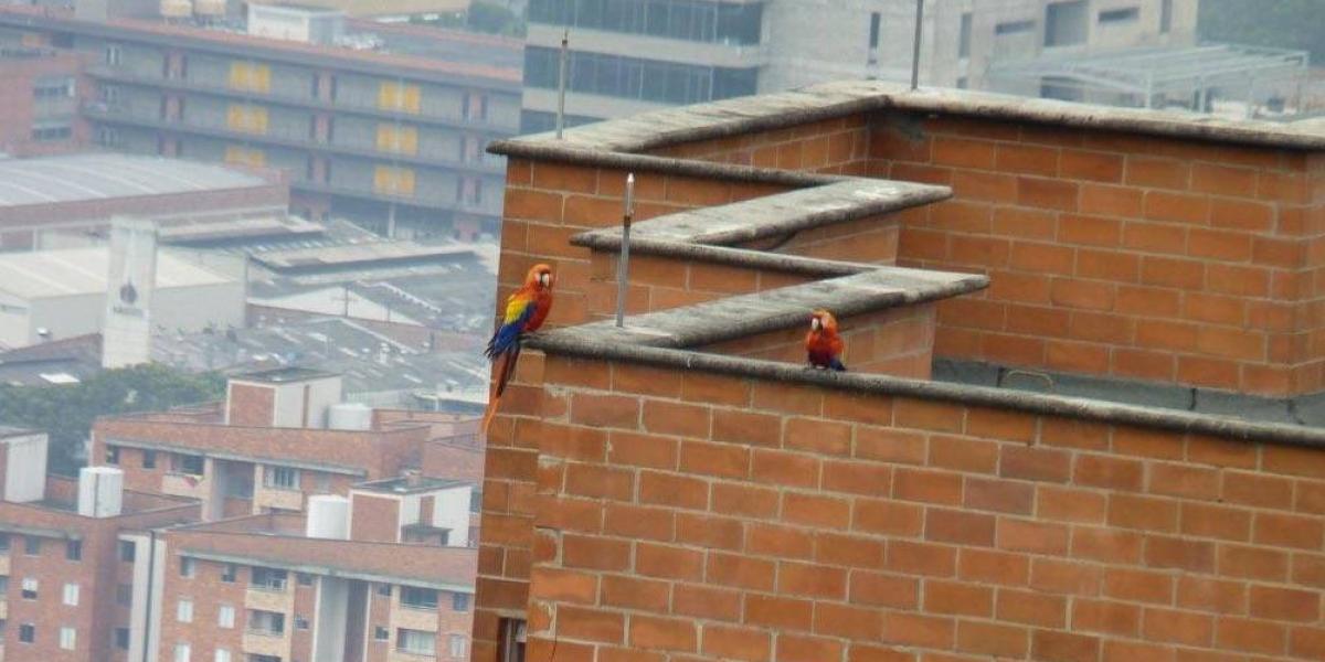 Guacamayas en una cornisa de un edificio de Medellín. Un avistamiento frecuente, según algunos ciudadanos.