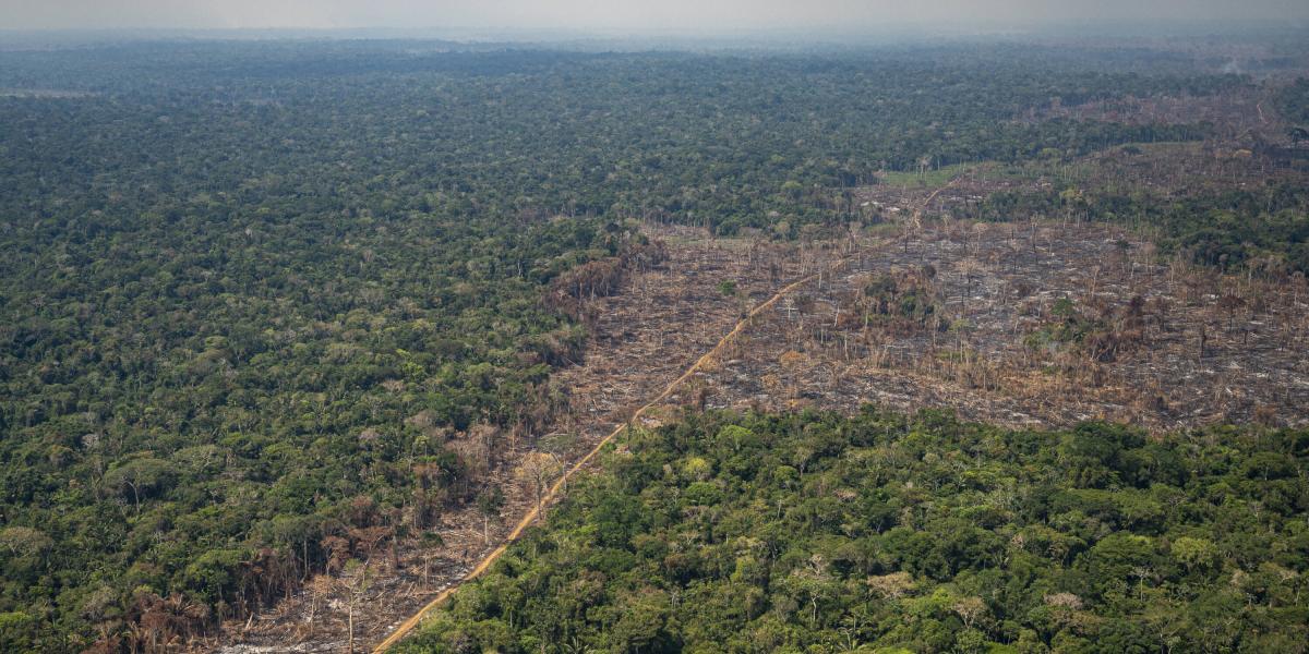 En 2021 fueron deforestadas 170.000 hectáreas en Colombia. Así se ven algunas zonas en Chiribiquete.