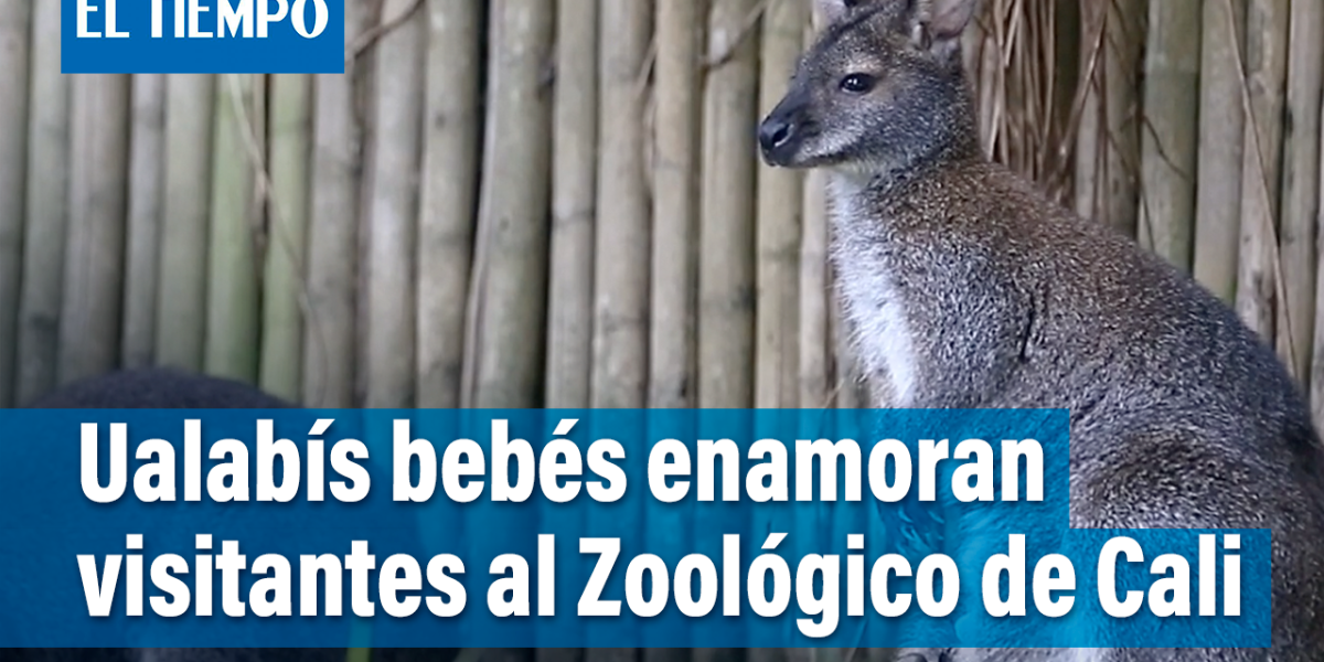 Ualabís bebés enamoran visitantes al Zoológico de Cali