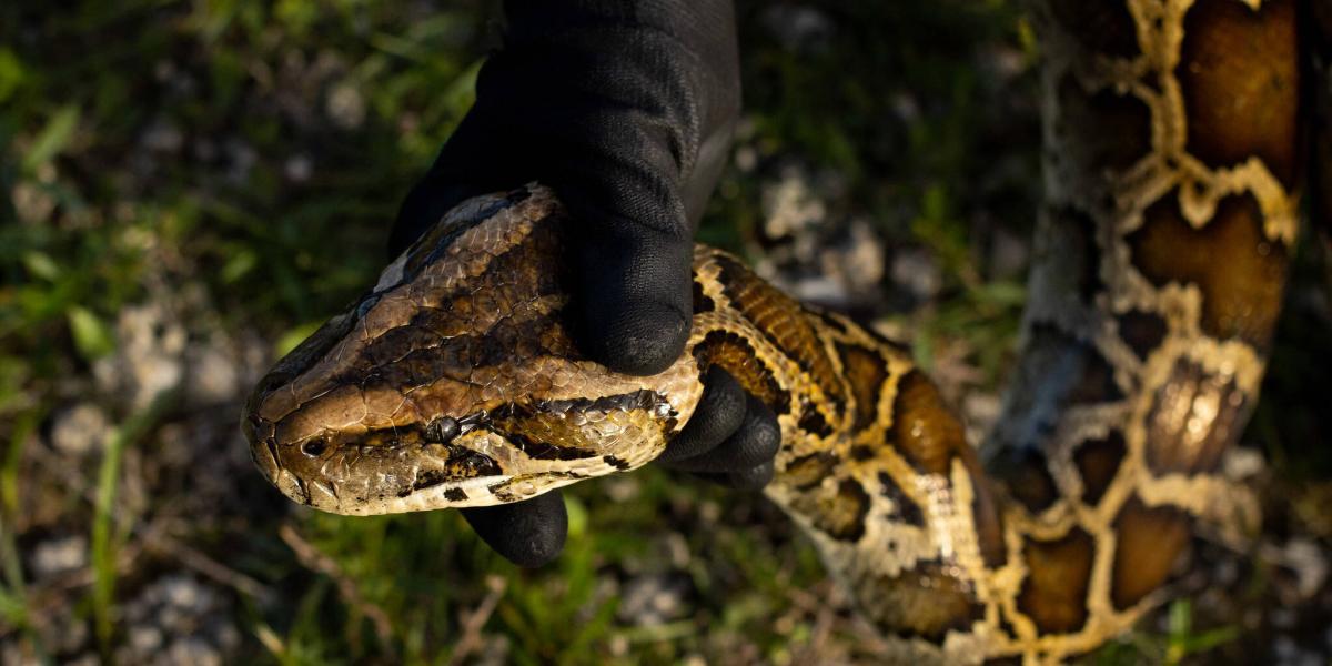 Las pitones birmanas generan graves impactos en el ecosistema de los Everglades.