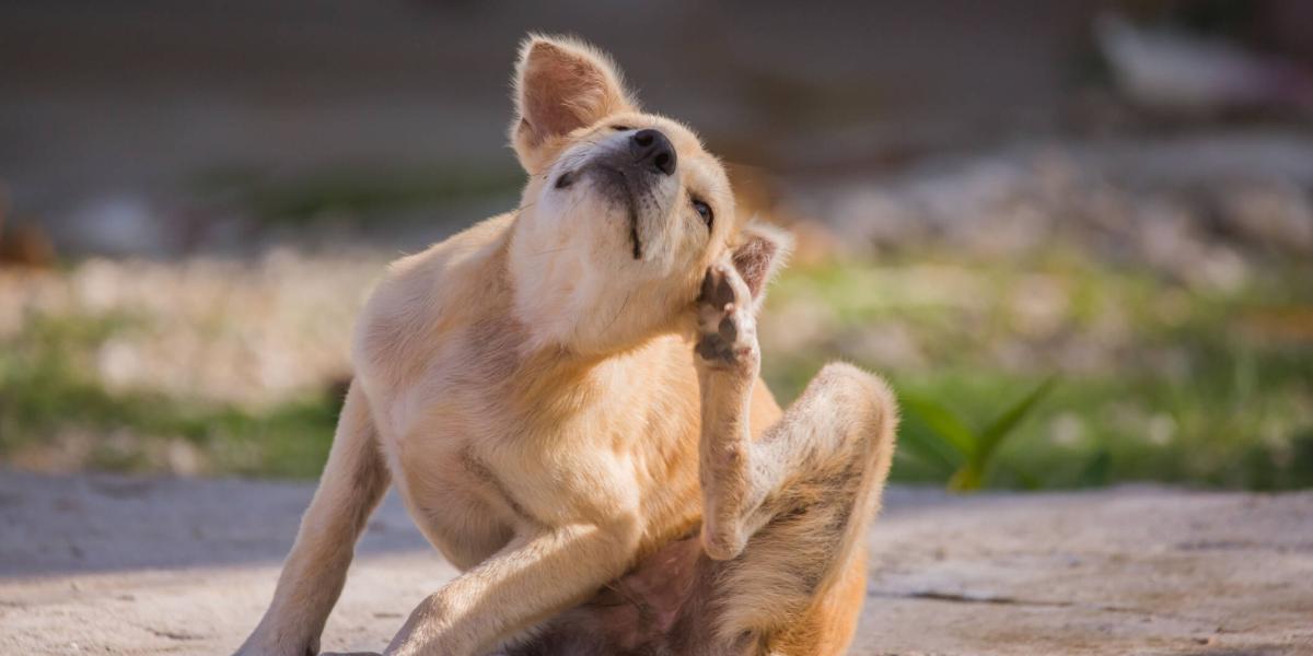 El comezón que genera las pulgas puede afectar la piel de su mascota.