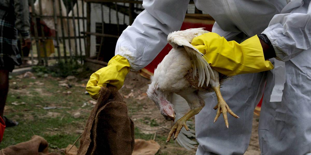 Un miembro del Departamento de Recursos Animales agarra a una de las 400 gallinas que fueron sacrificadas en una granja