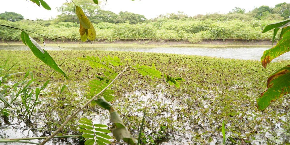 humedal El Yulo será reforestado.