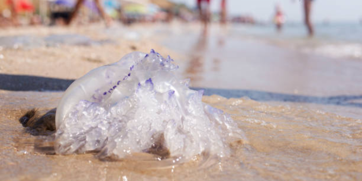 Las picaduras de medusa o agua mala varían mucho en cuanto a su gravedad.