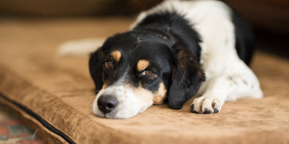 La dieta juega un papel crucial en el manejo de la enfermedad renal en perros, con alimentos especialmente formulados para reducir la carga sobre los riñones.