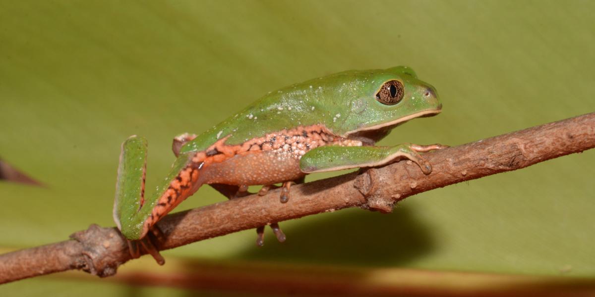 Rana mono (Phyllomedusa venusta).