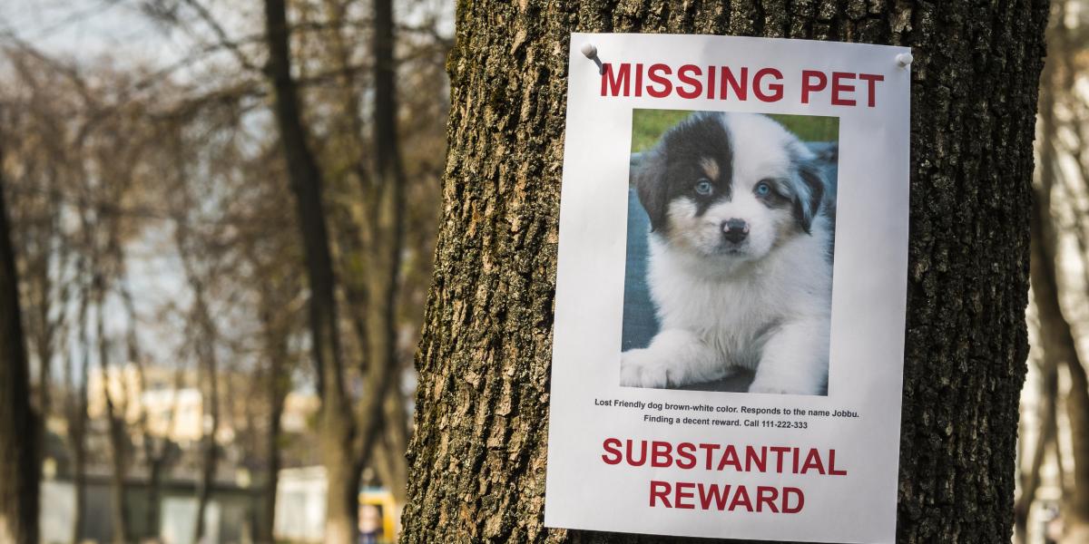 On the tree hangs the announcement of the missing puppy.