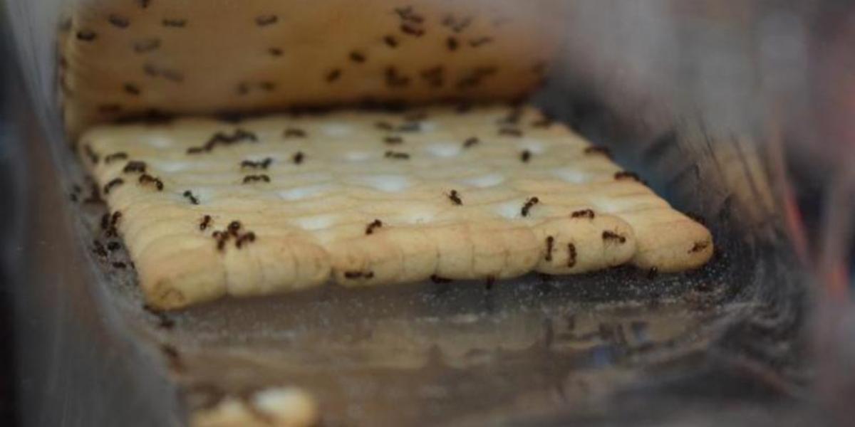 Hormigas siendo atraídas por la comida
