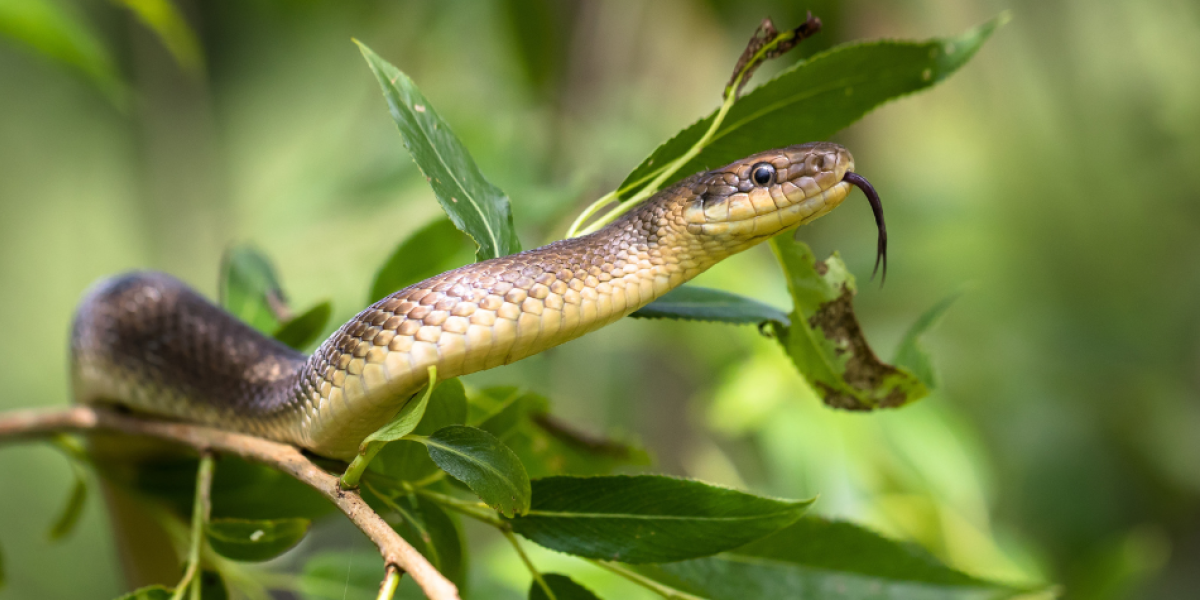 Expertos indican que estos animales suelen habitar en áreas residenciales suburbanas y urbanas, por lo que es común encontrarlas en los patios de las casas.