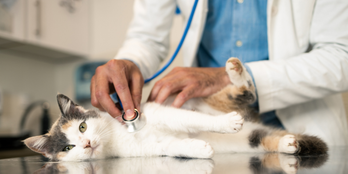 Expertos indican que es vital considerar el estado de salud general del gato antes de proceder con cualquier tratamiento.