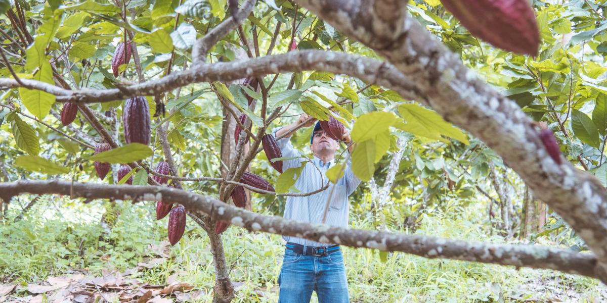 En el departamento se han fortalecido unidades productivas, sofisticado y desarrollado
buenas prácticas agrícolas ejemplarizantes. Igualmente, se han certificado predios con
sellos de sostenibilidad como el ‘Rainforest’.