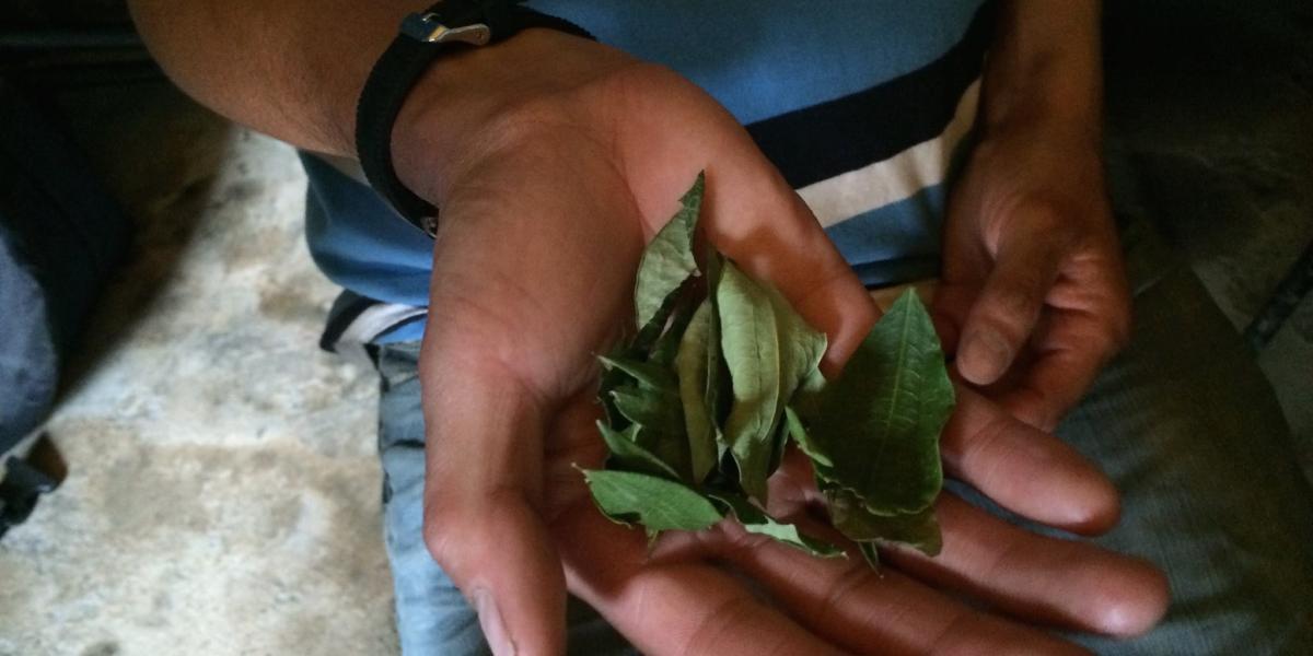 La coca es una planta que ha sido clave para muchas comunidades andinas y amazónicas por lo menos durante 8.000 años.