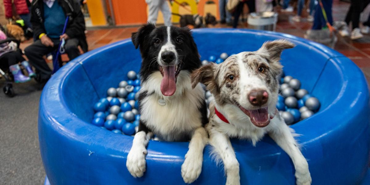 En su novena edición la feria también promueve la adopción de mascotas y el bienestar animal.