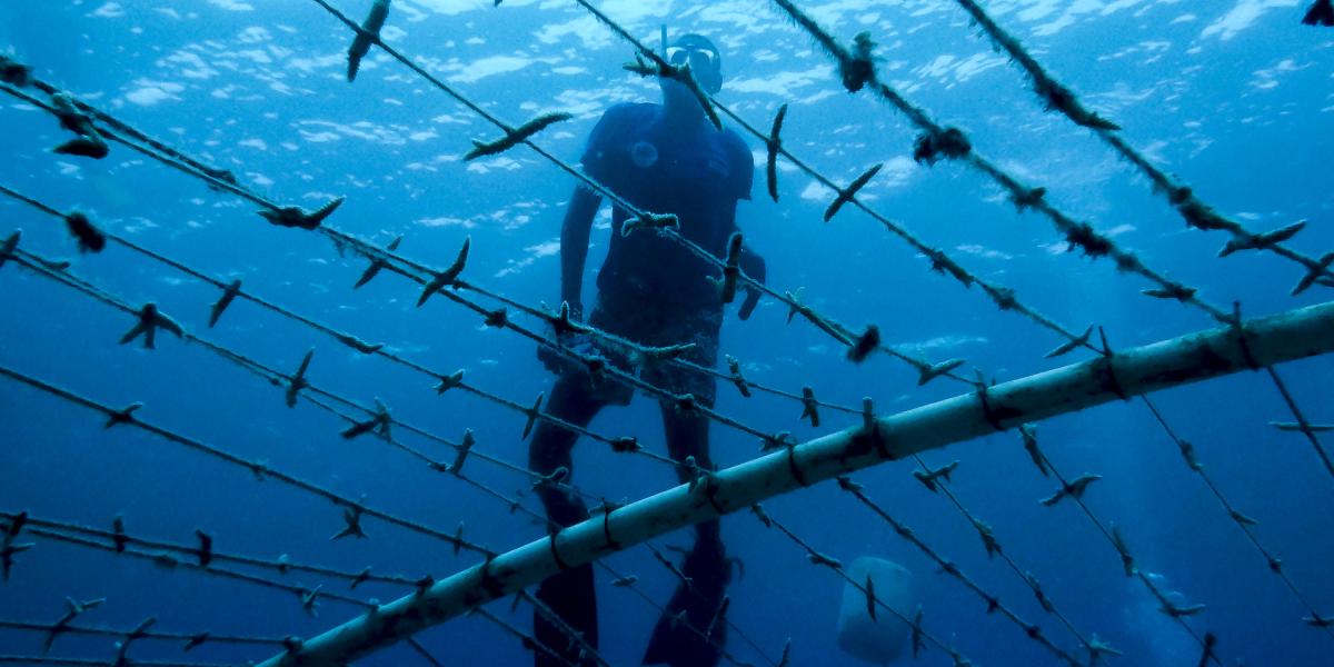 Gran parte de la siembra de un millónd e corales se desarrolló en el Caribe.