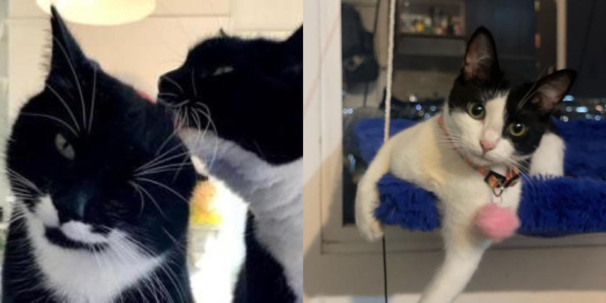 Estos felinos son conocidos también con el nombre de smoking o tuxedo.