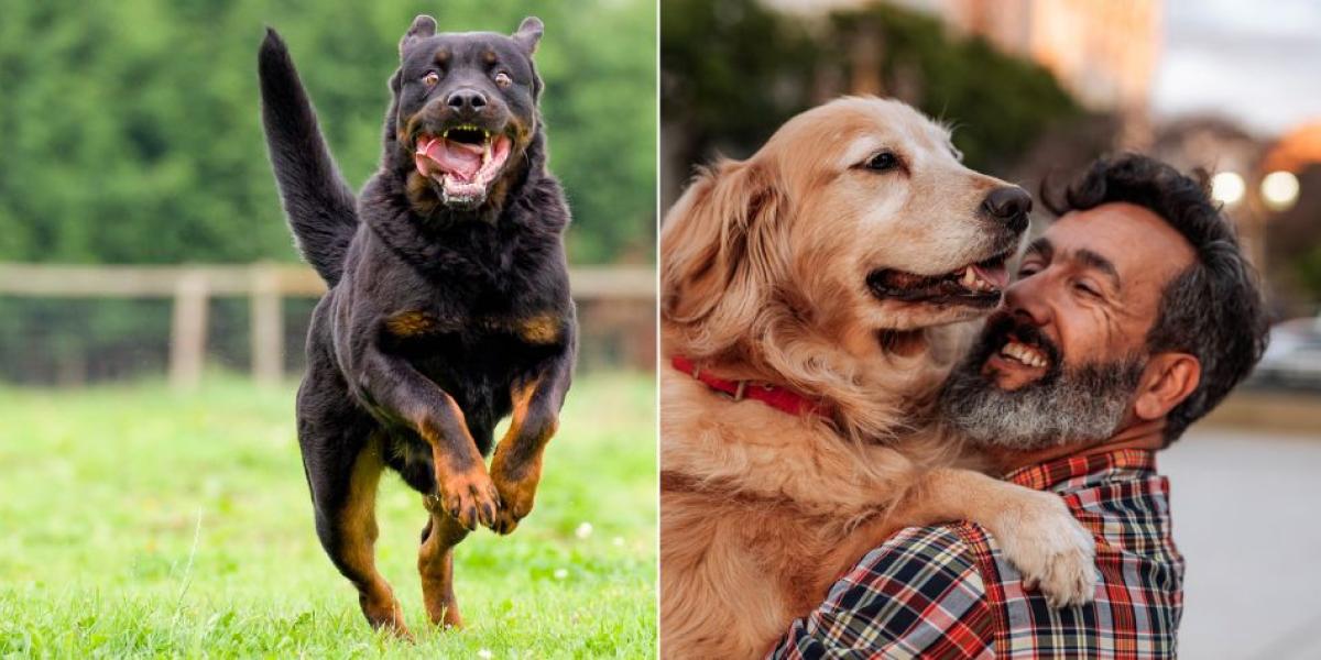 Algunos perros se comen a sus dueños fallecidos.