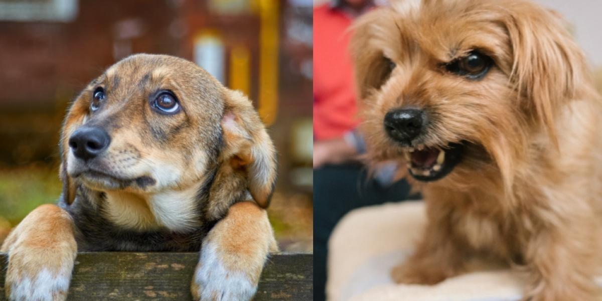 Ponga cuidado si su perro se torna agresivo sin motivo.