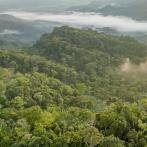 De las 83 hectáreas del parque, 35 están destinadas para la conservación del bosque seco tropical.