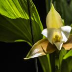 Exposición de orquídeas en el Jardín Botánico.