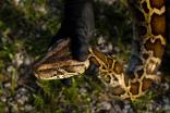 Las pitones birmanas generan graves impactos en el ecosistema de los Everglades.