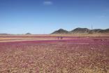 Desierto Atacama