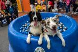 En su novena edición la feria también promueve la adopción de mascotas y el bienestar animal.