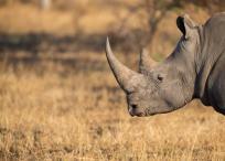 Rinocerontes víctimas de caza furtiva.