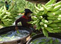 Las ventas de banano a Estados Unidos crecieron 765 % de enero a mayo, frente al mismo período de 2019.