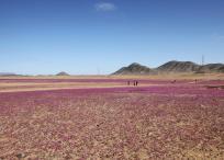 Desierto Atacama