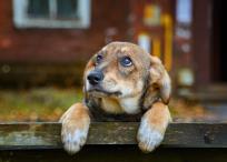 Los perros pueden temblar involuntariamente por miedos, ansiedad o ruidos fuertes como fuegos artificiales.