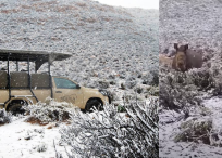 El las imágenes que han compartido varios usuarios se puede ver que la nieve cae en sitio donde hay cebras, jirafas, elefantes y leones.