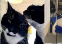 Estos felinos son conocidos también con el nombre de smoking o tuxedo.