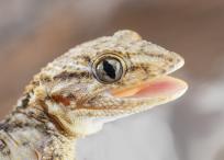 Gecko (Tarentola mauritanica). Imagen de referencia.