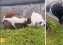 Yokoi Kenji salvó a una vaca.