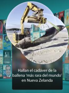 Hallan el cadáver de la ballena ‘más rara del mundo’ en Nueva Zelanda