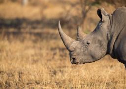 Rinocerontes víctimas de caza furtiva.