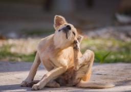 El comezón que genera las pulgas puede afectar la piel de su mascota.