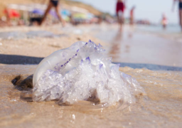 Las picaduras de medusa o agua mala varían mucho en cuanto a su gravedad.