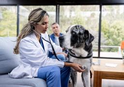 La tendencia de veterinarios a domicilios está creciendo en Colombia.