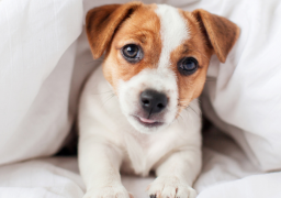 Entender por qué los perros rascan la cama permite abordar este comportamiento de manera más efectiva.