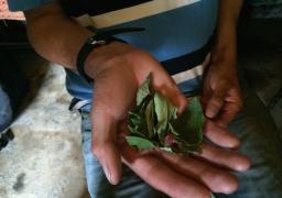 La coca es una planta que ha sido clave para muchas comunidades andinas y amazónicas por lo menos durante 8.000 años.