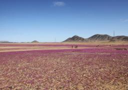 Desierto Atacama