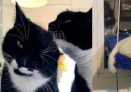 Estos felinos son conocidos también con el nombre de smoking o tuxedo.