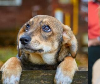 Ponga cuidado si su perro se torna agresivo sin motivo.