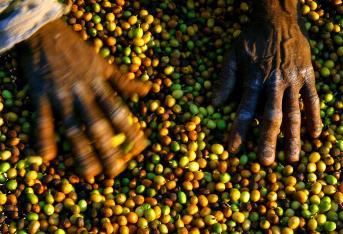 Cerca de 500 mil familias viven del café en Colombia