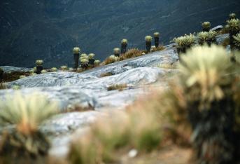 Ecosistema de páramo en la sierra nevada del Cocuy.