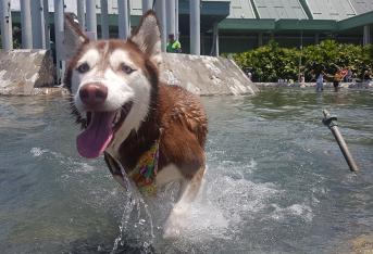 perros en fuentes de agua pública